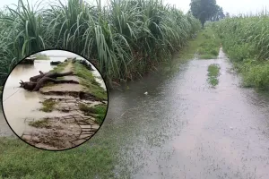 शारदा नदी का जलस्तर बढ़ा, बझेड़ा में बांध को पार कर गया बाढ़ का पानी