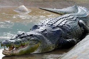 लखीमपुर खीरी: मगरमच्छ ने की महिला को निवाला बनाने की कोशिश...ग्रामीणों की सूझबूझ से बचाया गया