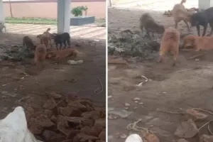 यूपी में मानवता शर्मसार: चिता की राख पर कुत्तों का झुंड, श्मशान घाट की व्यवस्था पर उठे सवाल