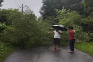 बारिश और तेज हवा में सड़क पर गिरा बबूल का पेड़, घंटों ठप रहा आवागमन