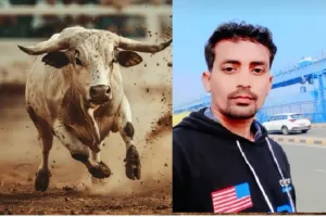  सड़क पर मौत : सांड़ ने बाइक सवार को पटककर मार डाला