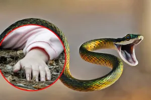 UP : सांप के काटने से बच्चे की मौत, लाश को गोबर में दबाकर तांत्रिक करता रहा इलाज