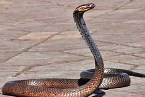 Amroha : सांप के डसने से महिला की मौत, परिजन कराते रहे झाड़फूंक