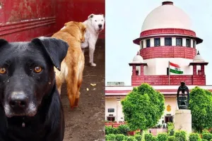 Stray Dogs Case : प्रशांत भूषण के सुझाव पर सुप्रीम कोर्ट की सख्त टिप्पणी, हम कुत्तों से सर्टिफिकेट लेकर चलने को क्यों नहीं कह सकते...