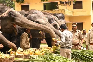 विश्व हाथी दिवस: दुधवा नेशनल पार्क में 25 हाथियों ने उड़ाई दावत...गन्ना, गुड़, सेब, केला का महाभोज