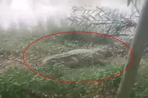 रामपुर : घूघा नदी में ग्रमीणों ने देखा मगरमच्छ, खौफ