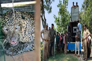 पीलीभीत: खेत में लगे जाल में फंसा तेंदुआ, चार घंटे तक चला रेस्क्यू, नरकुल ने बढ़ाई मुश्किल 