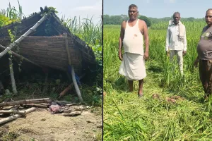 पीलीभीत: नेपाली हाथियों ने उजाड़ी झोपड़ी, रौंदी फसलें, किसानों ने किया शोर-शराबा, तब कहीं भागे