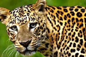 जंगल में छिपा हो सकता तेंदुआ...वन विभाग की आशंका, सप्ताह निगरानी के लिए लगाएगा पिंजरा