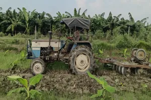 लखीमपुर खीरी : लागत न मिलने से किसान ने जोती साढ़े चार एकड़ केले की फसल