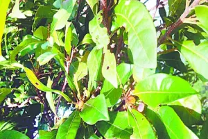 मियावाकी जंगलों के विकास से कानपुर की हवा हुई शुद्ध, स्वच्छ वायु सर्वेक्षण में मिला 5वां स्थान 