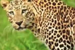 बहराइच में वन्य जीवों का आतंक, दहशत में लोग, तलाशी अभियान शुरू 