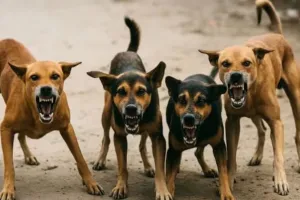यूपी सरकार ने आवारा कुत्तों के लिए बनाया नया नियम, दूसरी बार काटने पर होगी उम्रकैद! 