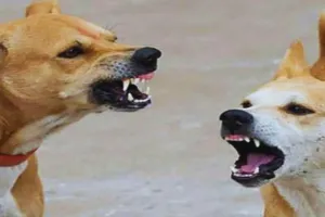 बाराबंकी : आवारा कुत्तों ने सो रहे बुजुर्ग को नोंचा, मौत