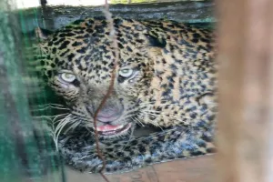 पीलीभीत: शिकारियों की दस्तक को छिपाया, आधी अधूरी तैयारी..और हो गई फजीहत