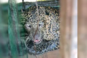 पीलीभीत : शिकारियों की दस्तक को छिपाया, आधी अधूरी तैयारी और हो गई फजीहत