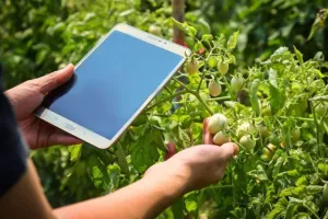 फसल सर्वेक्षणकर्ताओं के लिए योगी सरकार ने तय की डेडलाइन, किसानों को ऐसे मिलेगा लाभ...  