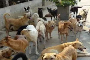 UP News: आवारा कुत्तों का बेहतर प्रबंधन करने वाले शहरी निकायों को मिलेगा ईनाम, जानें क्या बोली योगी सरकार 