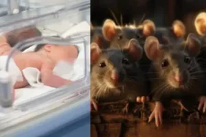 एक हफ्ते में तीसरा केस... इंदौर के अस्पताल में भर्ती नवजात बच्ची के हाथ को कुतर गए थे चूहे, जयस ने लगाए गंभीर आरोप