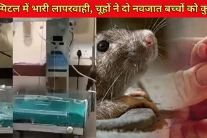 इंदौर के सरकारी अस्पताल की बड़ी लापरवाही... 48 घंटों में चूहों ने दो नवजात बच्चों के शरीर को कुतरा, जांच का आदेश 