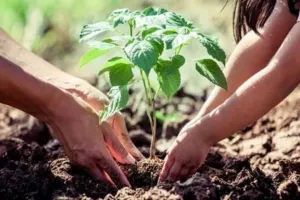 Teacher's Day: शिक्षकों के सम्मान में ''एक पेड़ गुरु के नाम''... मुख्यमत्री योगी के निर्देश पर वन विभाग ने बनाई कार्ययोजना