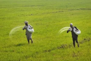 यूरिया को एमआरपी से अधिक पर बेचा तो होगी कार्रवाई... 10 जिलों के होलसेलरों और कंपनियों प्रतिनिधियों से कृषि मंत्री की बात