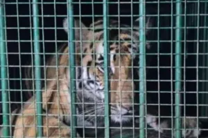 सीतापुर में बाघिन पर काबू, चार घंटे के ऑपरेशन में ड्रोन और 40 सदस्यीय टीम को मिली सफलता