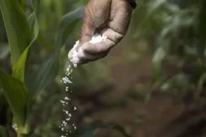 खाद मिलने पर मुस्कुराए किसान..SO ने लाइन लगवाकर वितरित की यूरिया, मिली राहत 