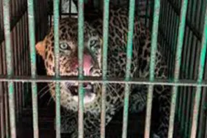  सीतापुर में पकड़ा गया तेंदुआ...  एक महीने से गाँव में खौफ, वन विभाग ने CCTV और पगमार्क के जरिये जाल में फसाया 