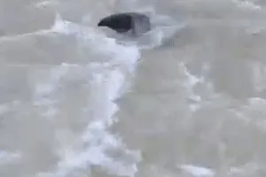 सरयू नहर में नजर आयी 6 फीट की डाल्फिन, वन विभाग ने रेस्क्यू कर घाघरा नदी में छोड़ा