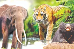 सफारी, सन्नाटा और सरप्राइज...जंगल की गोद में बाघ और हाथियों की धरती पर अद्भुत सफर