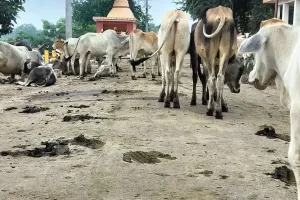 खेतों में पानी, सड़क पर छुट्टा पशुओं का जमावड़ा, शहर से देहात तक सड़कों पर मुश्किल हुआ चलना