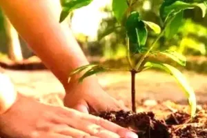 यूपी में 15 दिन में होंगे 15 लाख पौधरोपण, हर जिलों में प्रभागीय वनाधिकारी बनाए गए नोडल अधिकारी