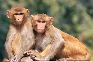 बाराबंकी में रहस्यमयी तरीके से हुई 14 बंदरों की मौत: झाड़ियों में पड़ा मिला शव, मुंह में अनाज के अवशेष 