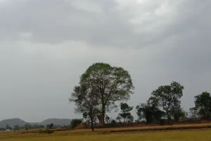 जमकर बरसी काली घटाएं, किसानों के चेहरे खिले...झमाझम बारिश से धान की फसल को मिली संजीवनी