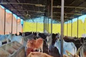 गोशालाओं की निगरानी करेगें CCTV कैमरे.. लंपी रोग लेकर अलर्ट जारी, जिलों में अतिरिक्त टीमें भेजने के निर्देश