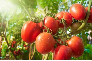 स्टेकिंग विधि से बढ़ेगा टमाटर का रकबा...उद्यान विभाग ने 30 हेक्टेयर में रखा पैदावार का लक्ष्य, किसानों को मिलेगा अनुदान