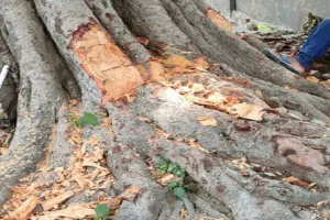 CHC प्रभारी पर हरे पेड़ कटवाने की रिपोर्ट दर्ज, लोगों की शिकायत पर DFO ने लिया संज्ञान