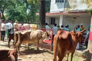 UP : गुलदार के हमलों से परेशान किसानों ने प्रभागीय वनाधिकारी कार्यालय में बांधे पशु