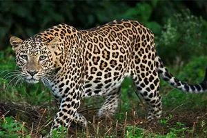 Moradabad : कांठ में तेंदुए का जोड़ा दिखने से फैली दहशत, शोर मचाने पर जंगल में भागे