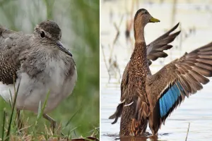 UP : रंग-बिरंगे समर विजीटर्स विदा, शरदकालीन मेहमान पक्षियों की होगी आमद