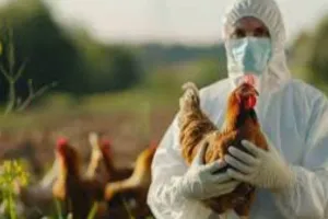 UP : बर्ड फ्लू में 60 पोल्ट्री फार्म की रिपोर्ट निगेटिव, अंडा व मुर्गी कारोबार को राहत की उम्मीद