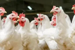 बर्ड फ्लू : सिहोरा और चंदेन के पोल्ट्री फार्म से 3 माह तक होगी जांच