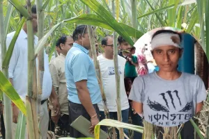 लखीमपुर खीरी: गन्ना के खेत में पिता के साथ चारा लेने गई युवती पर बाघ के हमले में घायल