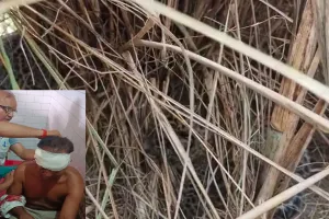 लखीमपुर खीरी : शावकों के साथ बैठी बाघिन ने हमला कर पूर्व प्रधान को किया घायल