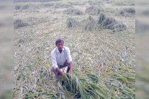 Moradabad : तेज बारिश और आंधी से खेतों में खड़ी फसल बर्बाद, अन्नदाता परेशान
