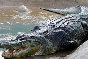 UP : बुजुर्ग को नदी में खींच ले गया मगरमच्छ, गांव में फैली दहशत, परिवार में मचा कोहराम