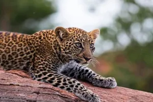 लखीमपुर खीरी : पकड़े गए तेंदुआ शावक की चौथे दिन इलाज के दौरान मौत