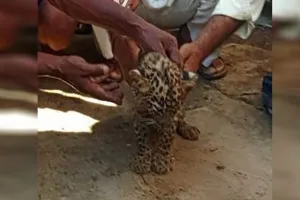 UP : बाढ़ में मां से बिछड़े तेंदुआ के शावक के भाग्य का फैसला करेगा शासन