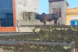 UP : सांड ने मचाया तांडव...सीढ़ियों से होकर 12 फीट ऊंची मकान की छत पर चढ़ा 